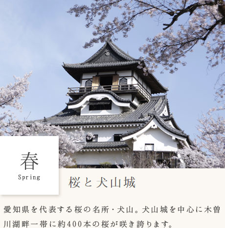 春　桜と犬山城