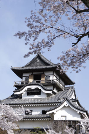 桜と犬山城